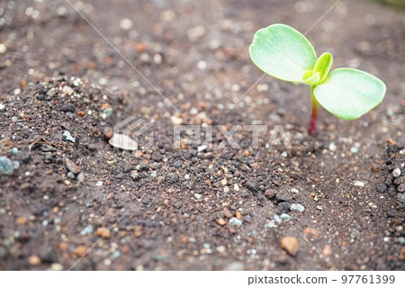 從土壤發芽的兩片向日葵葉子 從土壤發芽的兩片向日葵葉子 97761399