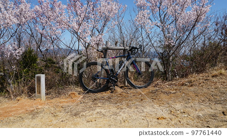 Etajima Shindoyama Senbonzakura 97761440