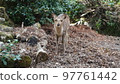 Miyajima deer 97761442