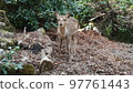 Miyajima deer 97761443