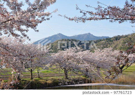 池塘周圍盛開的櫻花和櫻花之間的筑波山 池塘周圍盛開的櫻花和櫻花之間的筑波山 97761723