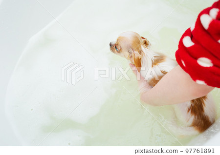A chihuahua dog takes a bath with foam. Pure bought dog. A chihuahua dog takes a bath with foam. Pure bought dog. 97761891
