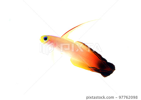 石斑魚蝦虎魚白色背景 97762098