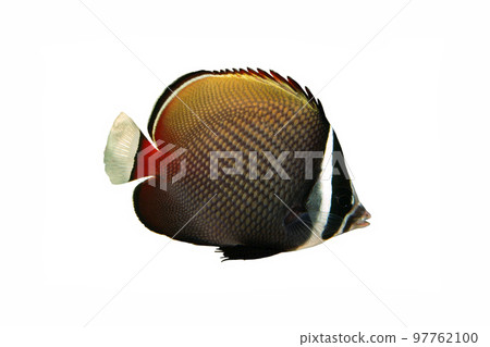 Collare Butterfly Fish White Background Collare Butterfly Fish White Background 97762100