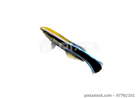 Honsome Wake Wrasse 白色背景 97762101