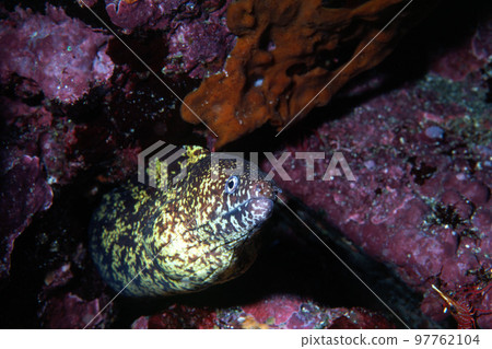 Moray eel underwater photo 97762104