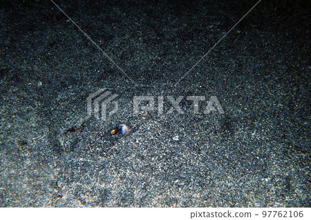 Ray diving in the sand Undersea photo Ray diving in the sand Undersea photo 97762106