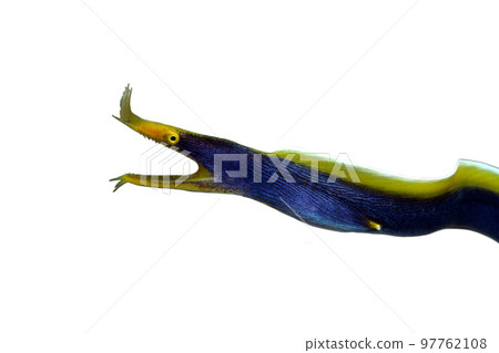 Bearded moray eel white background Bearded moray eel white background 97762108