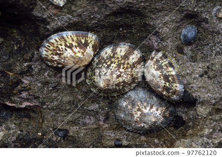 Bekkougasa Bekkougasa 97762120