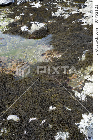 Hijiki seaside Ichimen no Hijiki 97762121