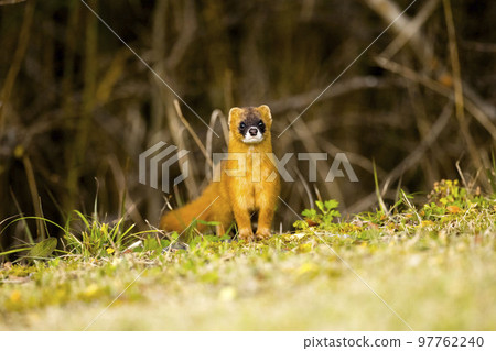 cute weasel 97762240