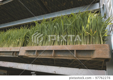 seeding, paddy, rice plant 97762278