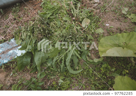 除草 土地 地面 97762285