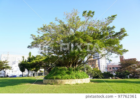 Matsuo Park in Naha City (banyan tree) 97762361
