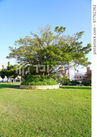Matsuo Park in Naha City (banyan tree) 97762362