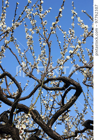 The plum blossoms are white. 97762387