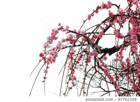 紅梅垂梅，粉紅花瓣多次重疊，柔美飄逸。 97762388