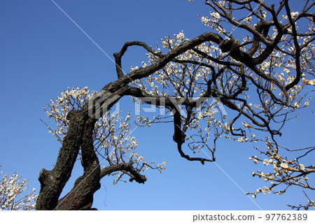 Everyone might think that the branches of this old plum tree are art, but maybe it's the result of living over time. 97762389