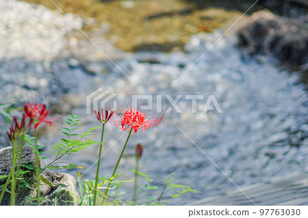 在河邊開花的叢生孤挺花 97763030