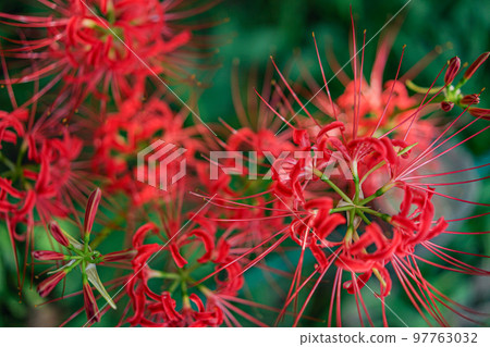Cluster amaryllis seen from above 97763032
