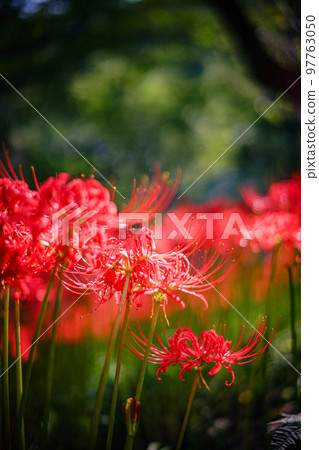 Kinchakuda cluster amaryllis vertical composition 97763050