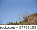 A lot of colored persimmons and sky on the tree 97763155