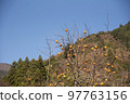 A lot of colored persimmons and sky on the tree 97763156