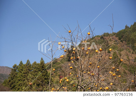 A lot of colored persimmons and sky on the tree 97763156