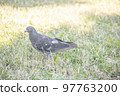 Close-up of a single pigeon in a field 97763200