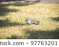 Close-up of a single pigeon in a field 97763201