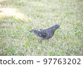 Close-up of a single pigeon in a field 97763202