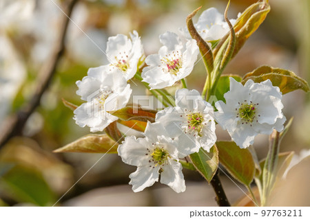20th Century Pear Flower (Yurihama Town, Tottori Prefecture) 20th Century Pear Flower (Yurihama Town, Tottori Prefecture) 97763211