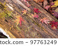 Autumn leaves dyed orange 97763249