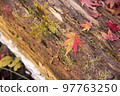 Autumn leaves dyed orange 97763250