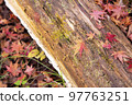 Autumn leaves dyed orange 97763251
