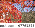 Autumn leaves dyed orange 97763253
