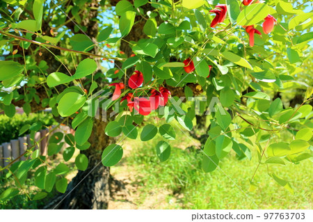 American Flower of Deigo 97763703