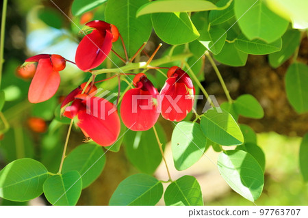 American Flower of Deigo 97763707