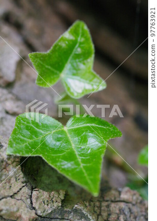 Green leaves Green leaves 97763921