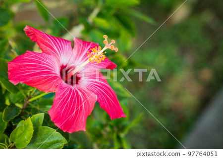 開花在沖繩島的紅色木槿花 開花在沖繩島的紅色木槿花 97764051