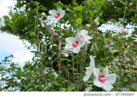 Mukugawa no Hana 97764064
