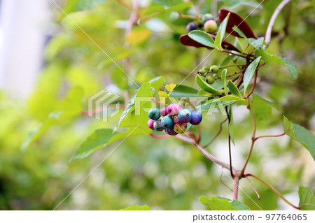 Fruit of wild grapes Fruit of wild grapes 97764065