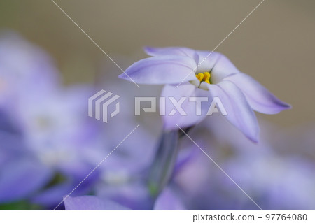 Ipheion 的開花預示著春天的到來 Ipheion 的開花預示著春天的到來 97764080