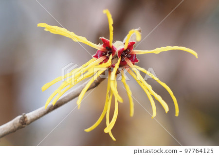 金縷梅花 97764125