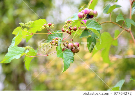 Fruit of wild grapes 97764272