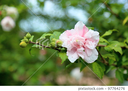 Yaesaki Mukuge flower 97764276