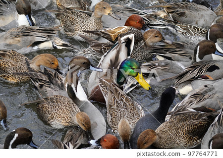 鴨群 97764771