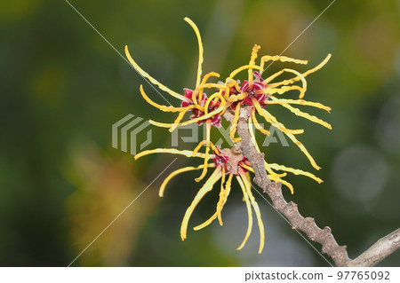 Witch hazel flower 97765092