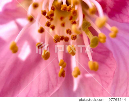 "Flower close-up" "Flower close-up" 97765244