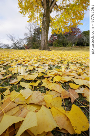 有落葉的風景(深度構圖) 有落葉的風景(深度構圖) 97765565